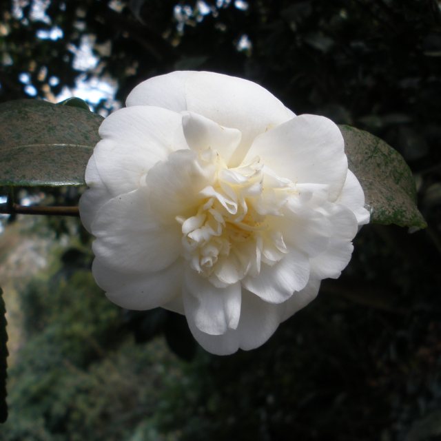 Camellia Nobilissima AGM