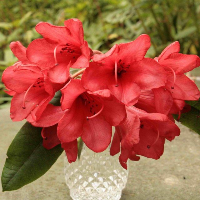 Rhododendron kyawii AC3049