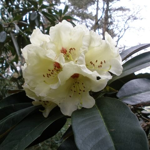 Rhododendron lacteum