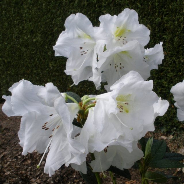Rhododendron Lady Alice Fitzwilliam AGM