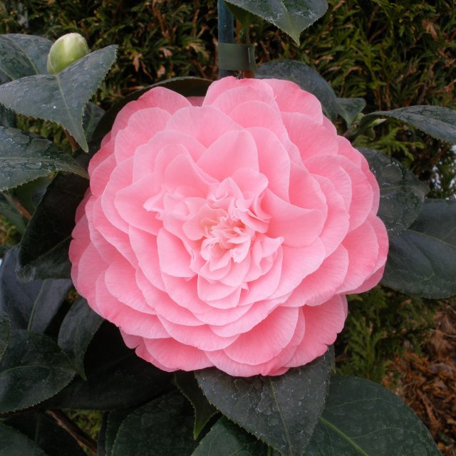 Camellia japonica 'Nuccio's Cameo' AGM