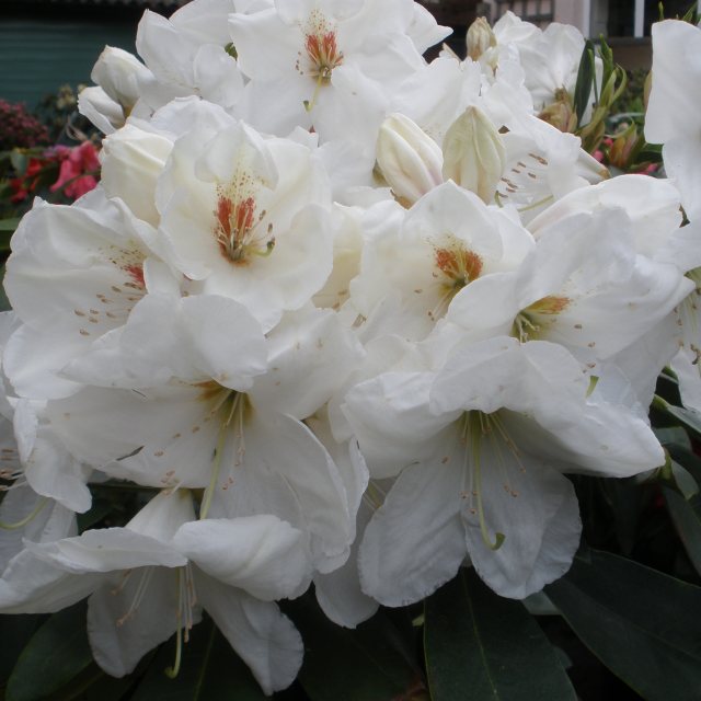 Rhododendron Langworth