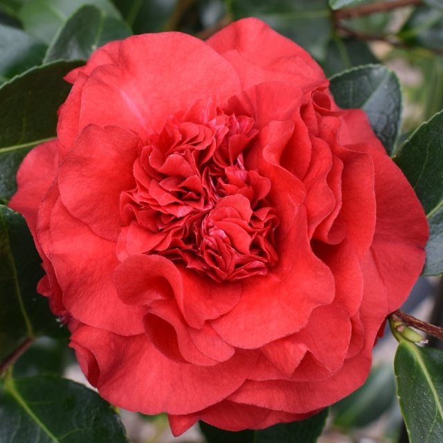 Camellia x williamsii 'Ruby Wedding'  AGM