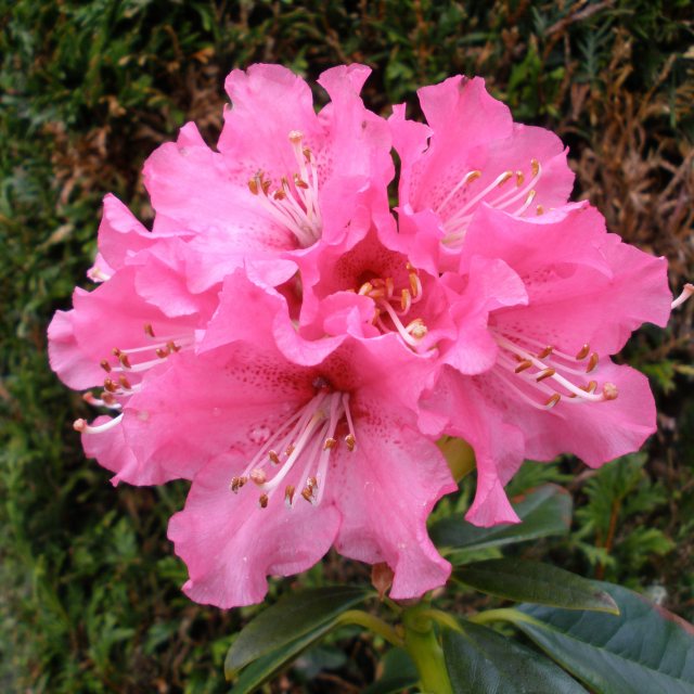Rhododendron Lee's Scarlet