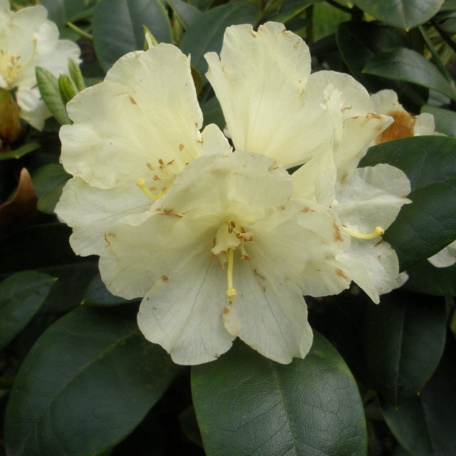 Rhododendron Lemon Dream