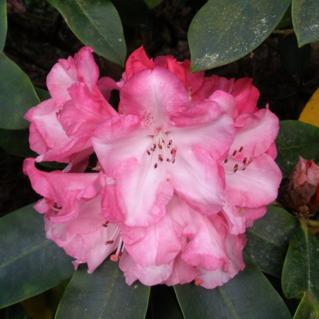 Rhododendron Lem's Monarch  AGM