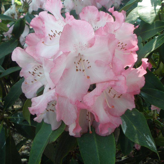 Rhododendron Lem's Monarch - Buy Lems Monarch Rhododendrons Online -  Millais Nurseries