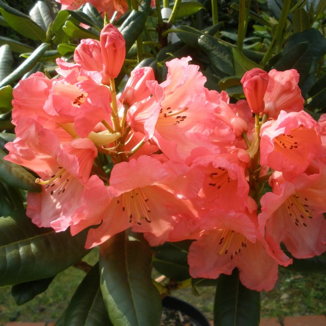 Rhododendron Lem's Tangerine