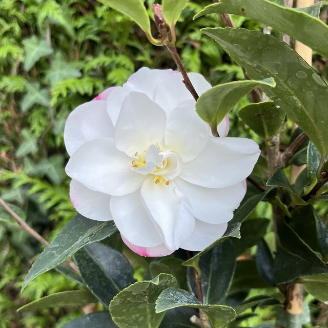 Camellia sasanqua 'Paradise Audrey'