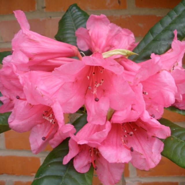 Rhododendron Leonore