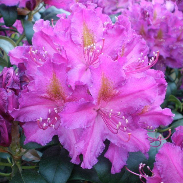 Rhododendron Libretto