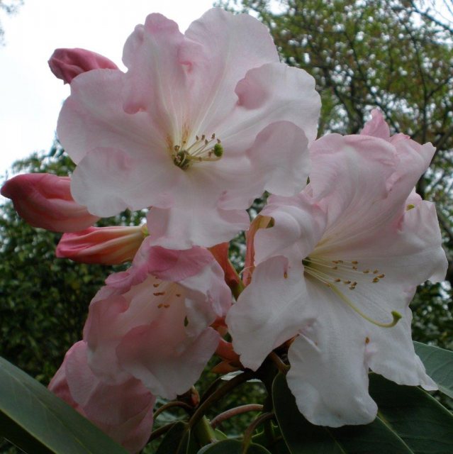 Rhododendron Loderi Helen