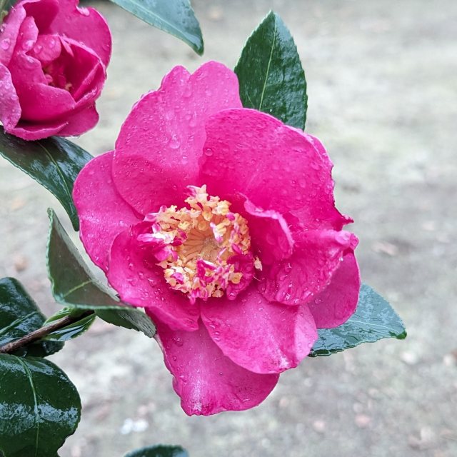 Camellia sasanqua Paradise Belinda