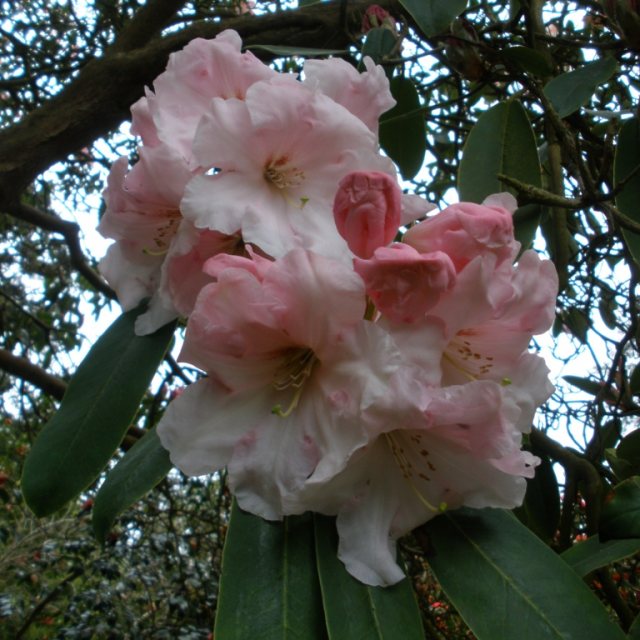 Rhododendron Loderi Pink Coral