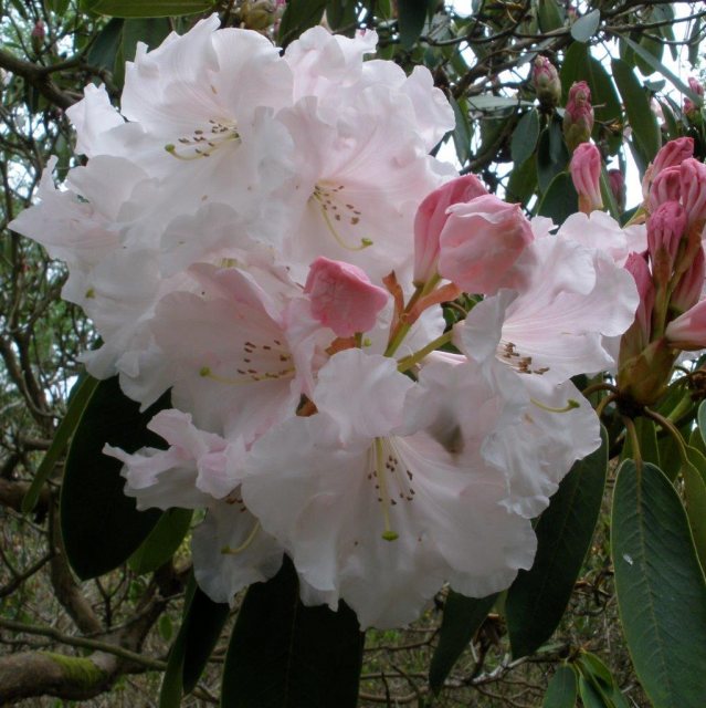 Rhododendron Loderi Sir Edmund