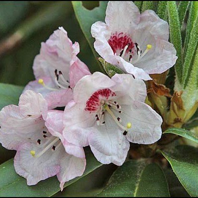 Rhododendron longesquamatum