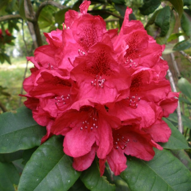 Rhododendron Lord Roberts  AGM