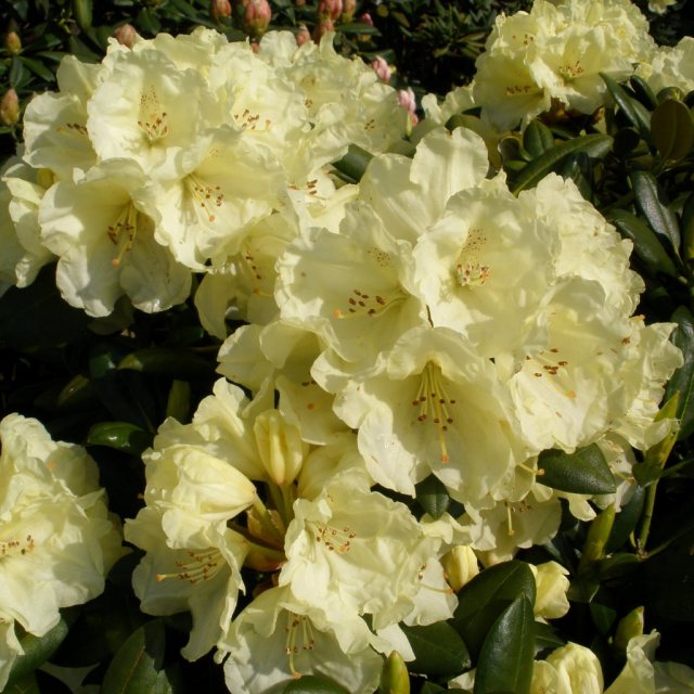 Rhododendron Lucinda