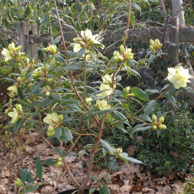 Rhododendron lutescens 'Bagshot Sands' - Buy lutescens 'Bagshot Sands'  online - Millais Nurseries