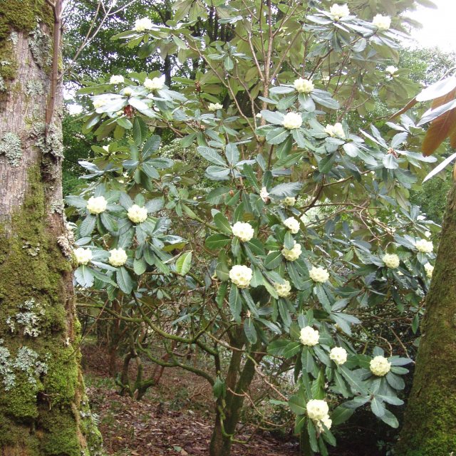Rhododendron macabeanum AGM - Buy Rhododendron macabeanum online - Millais  Nurseries
