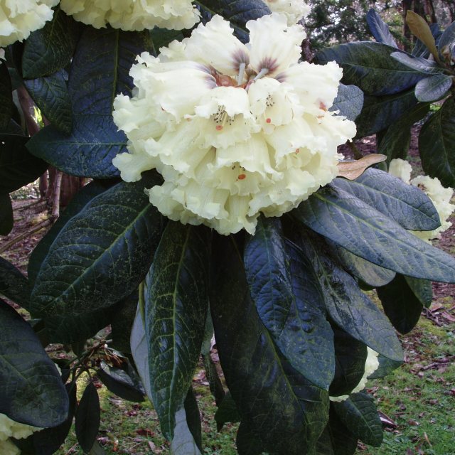 Rhododendron macabeanum  (Seedlings from KW7724) AGM