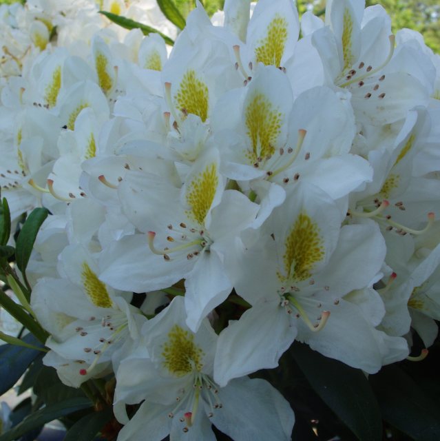 Rhododendron Madame Masson - Buy Madame Masson Rhododendrons - Millais  Nurseries