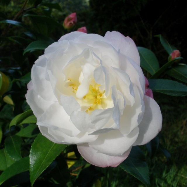 Camellia sasanqua 'Paradise Pearl'