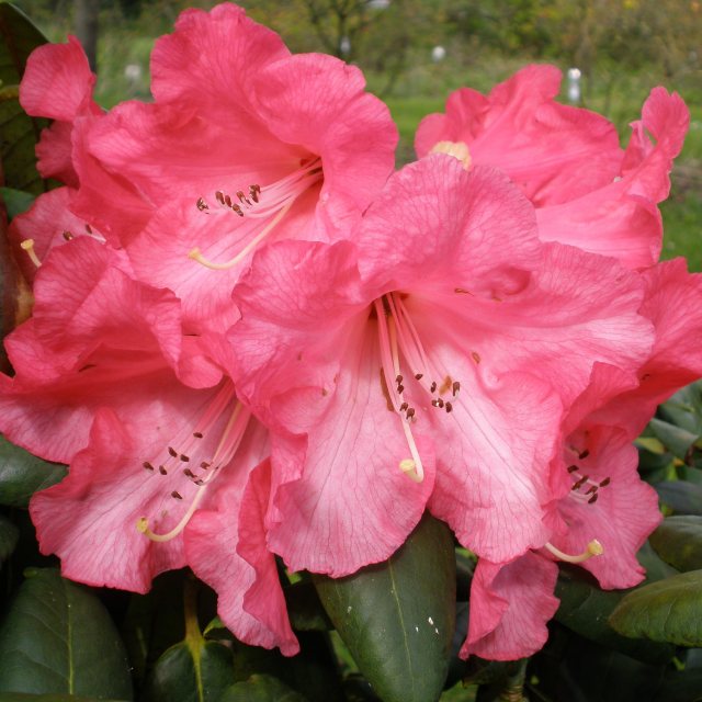 Rhododendron Marie Curie