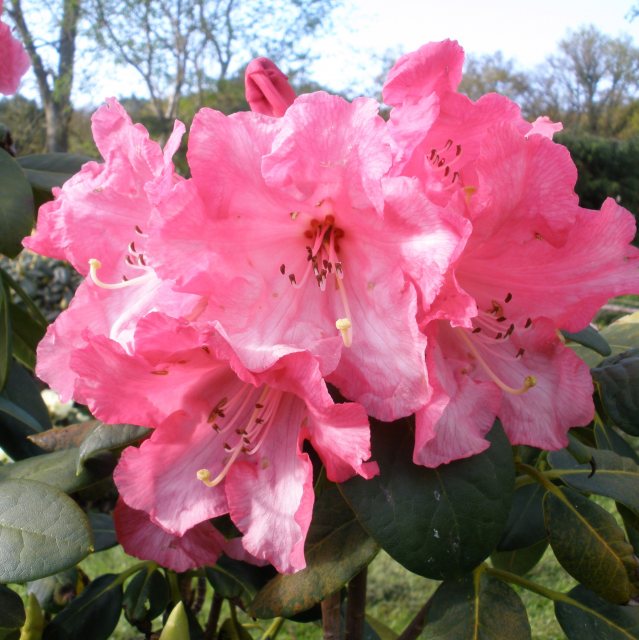 Rhododendron Marie Curie - Buy Marie Curie Rhododendrons Online - Millais  Nurseries