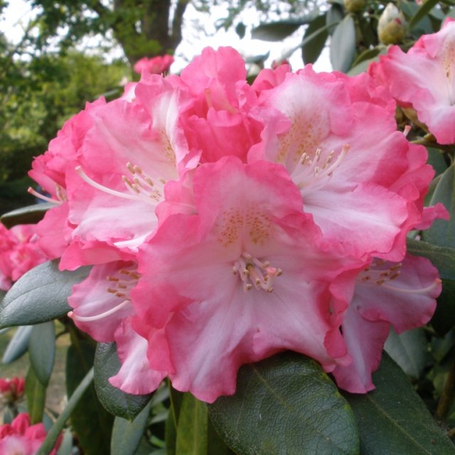 Rhododendron Marlis  AGM