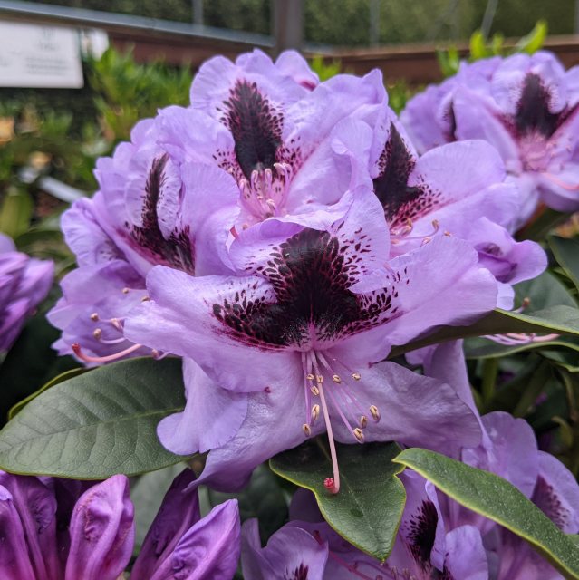 Rhododendron Metallica