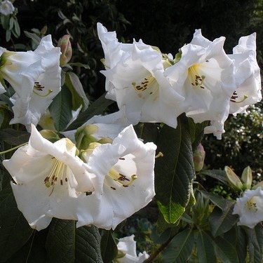 Rhododendron Mi Amor
