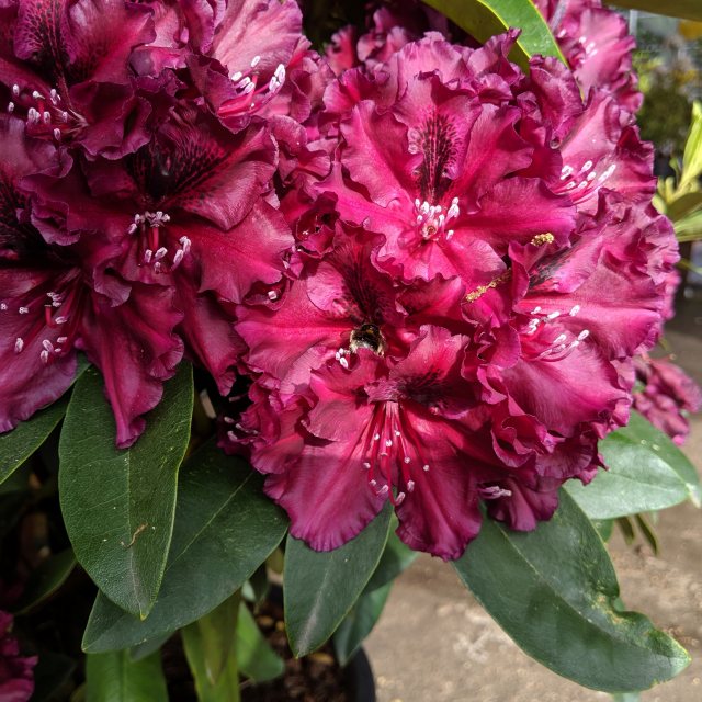 Rhododendron Midnight Beauty