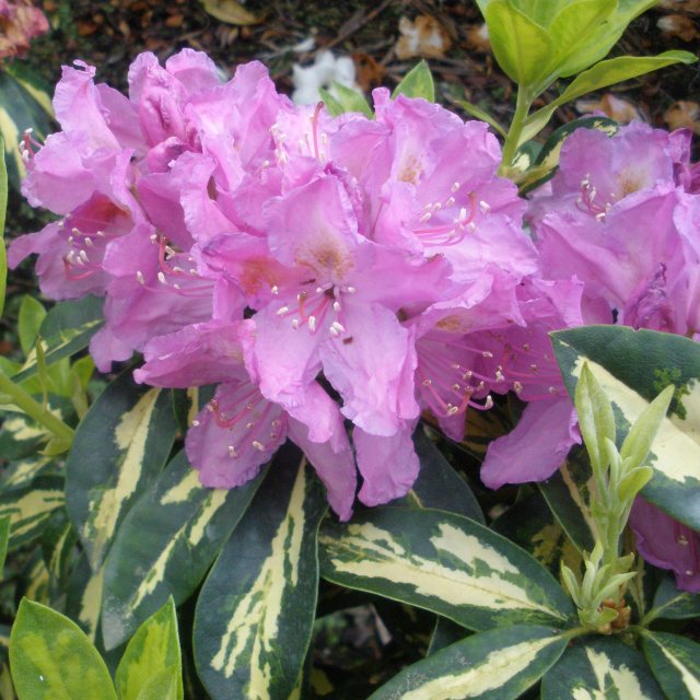Rhododendron Molten Gold