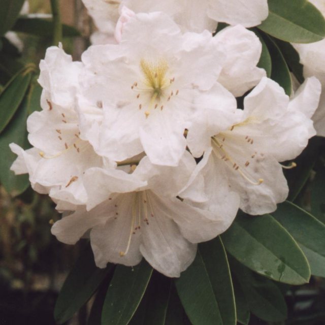 Rhododendron Mrs A .T. de la Mare  AGM