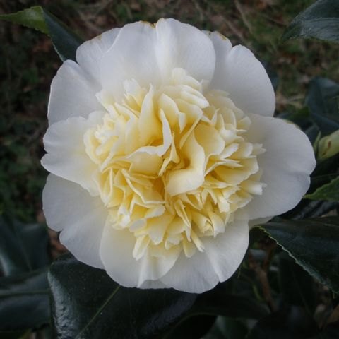 Camellia x williamsii 'Jury's Yellow'  AGM