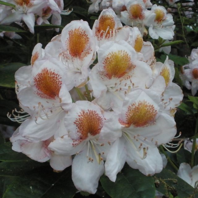 Rhododendron Mrs T.H. Lowinsky  AGM