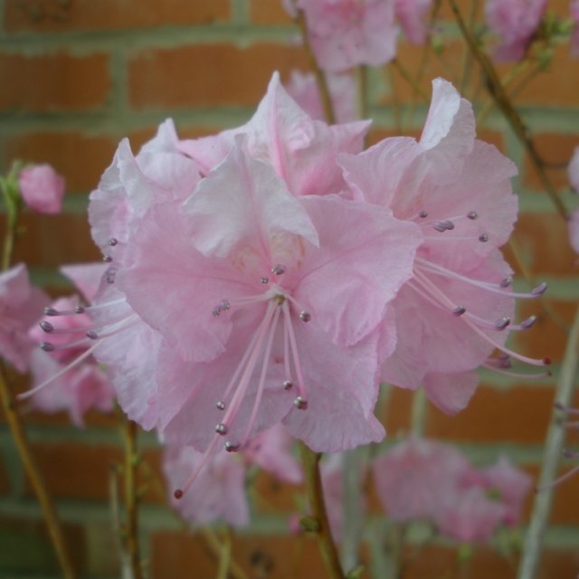 Rhododendron mucronulatum 'Cornell Pink' AGM