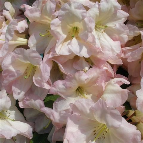 Rhododendron Naomi (AM form)