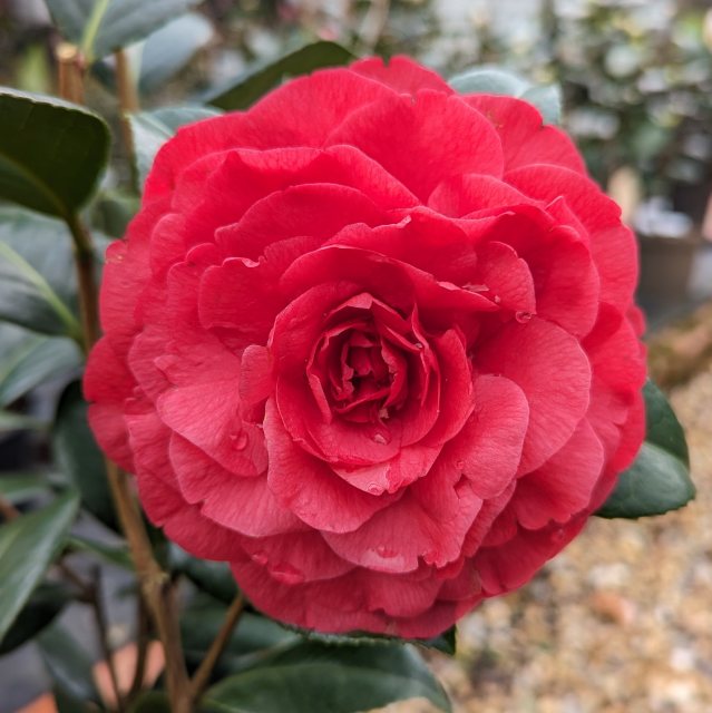 Camellia x williamsii 'Les Jury'  AGM