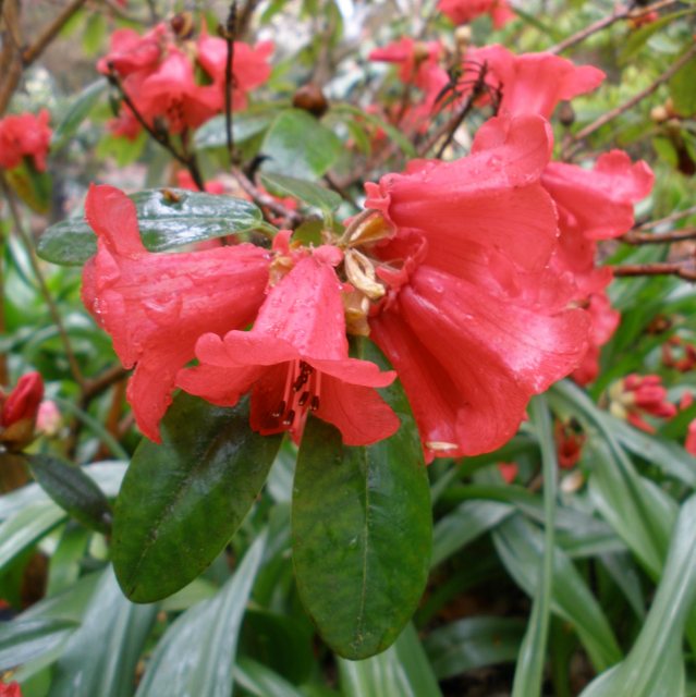 Rhododendron neriiflorum