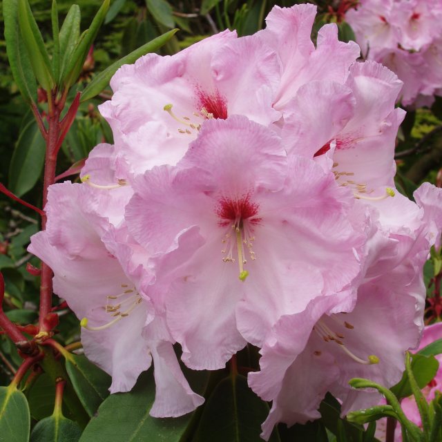 Rhododendron Newcomb's Sweetheart