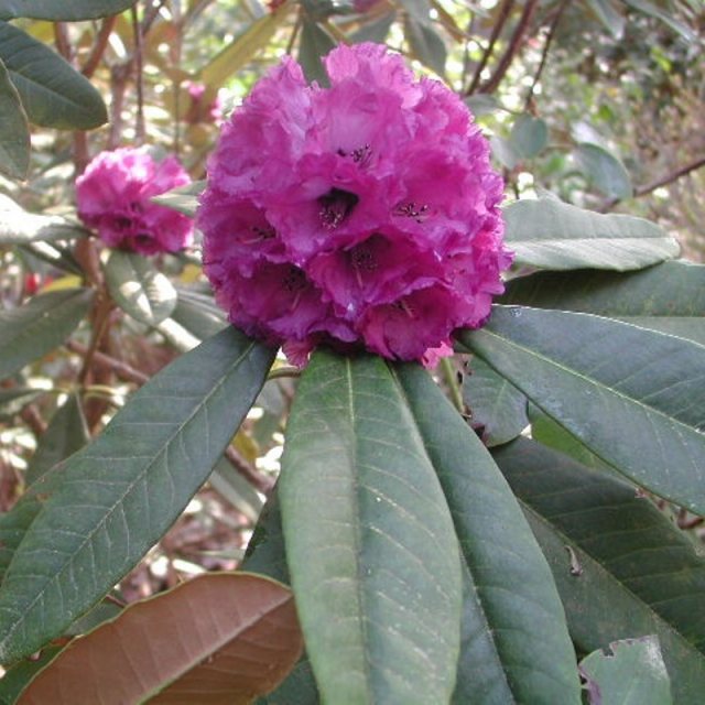 Rhododendron niveum  AGM