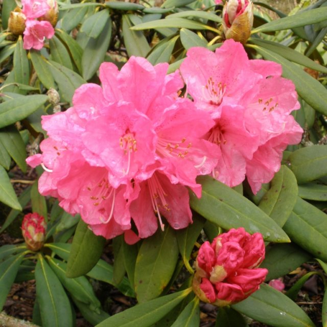 Rhododendron Nobleanum Coccineum