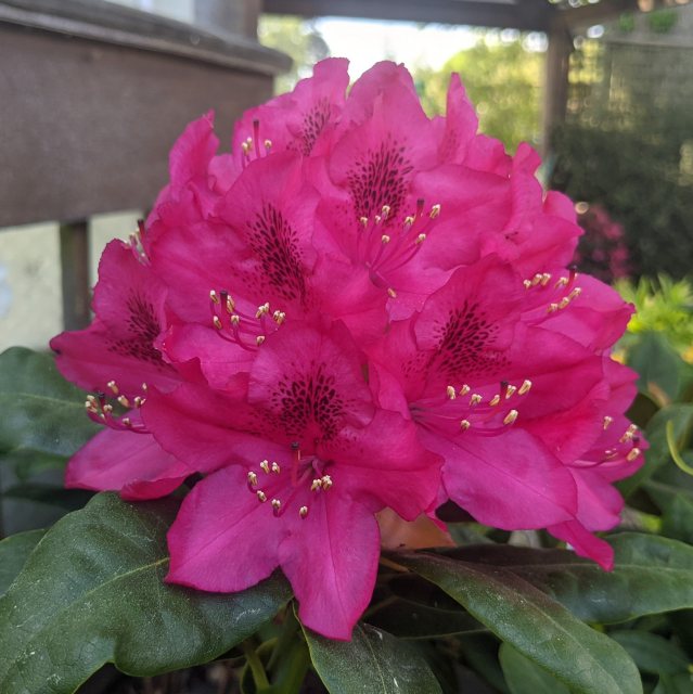 Rhododendron Nova Zembla