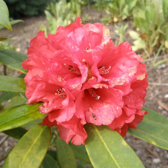Rhododendron ochraceum AGM