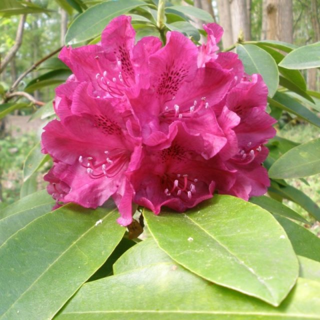 Rhododendron Old Port INKARHO