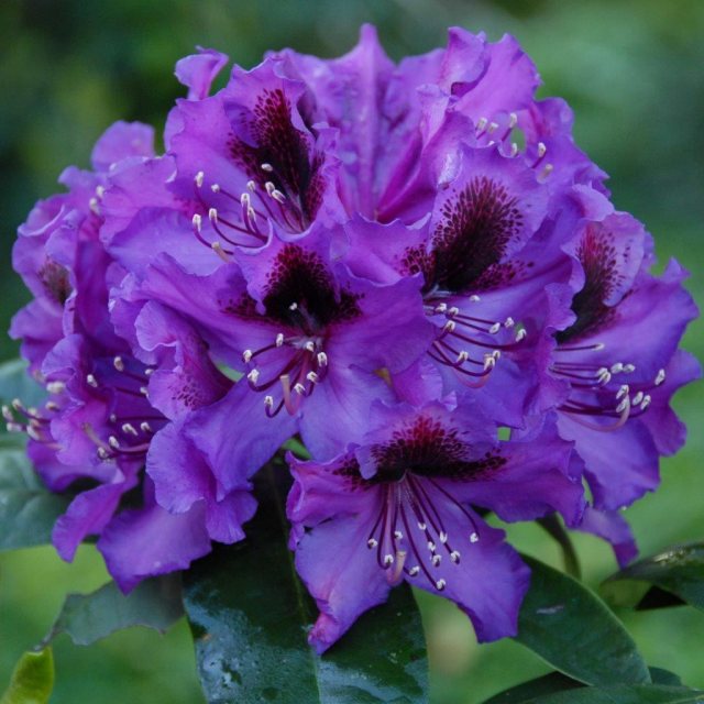 Rhododendron Orakel