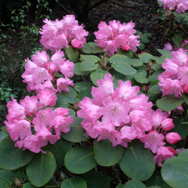 Rhododendron orbiculare  AGM