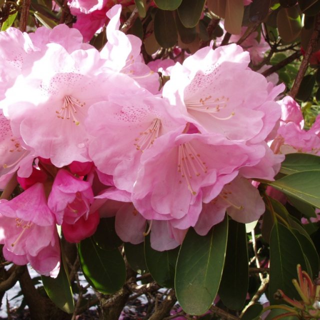 Rhododendron oreodoxa var. fargesii  AGM